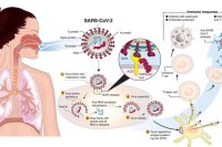 Alimlər koronavirus pandemiyasının başladığı yeri izləyiblər